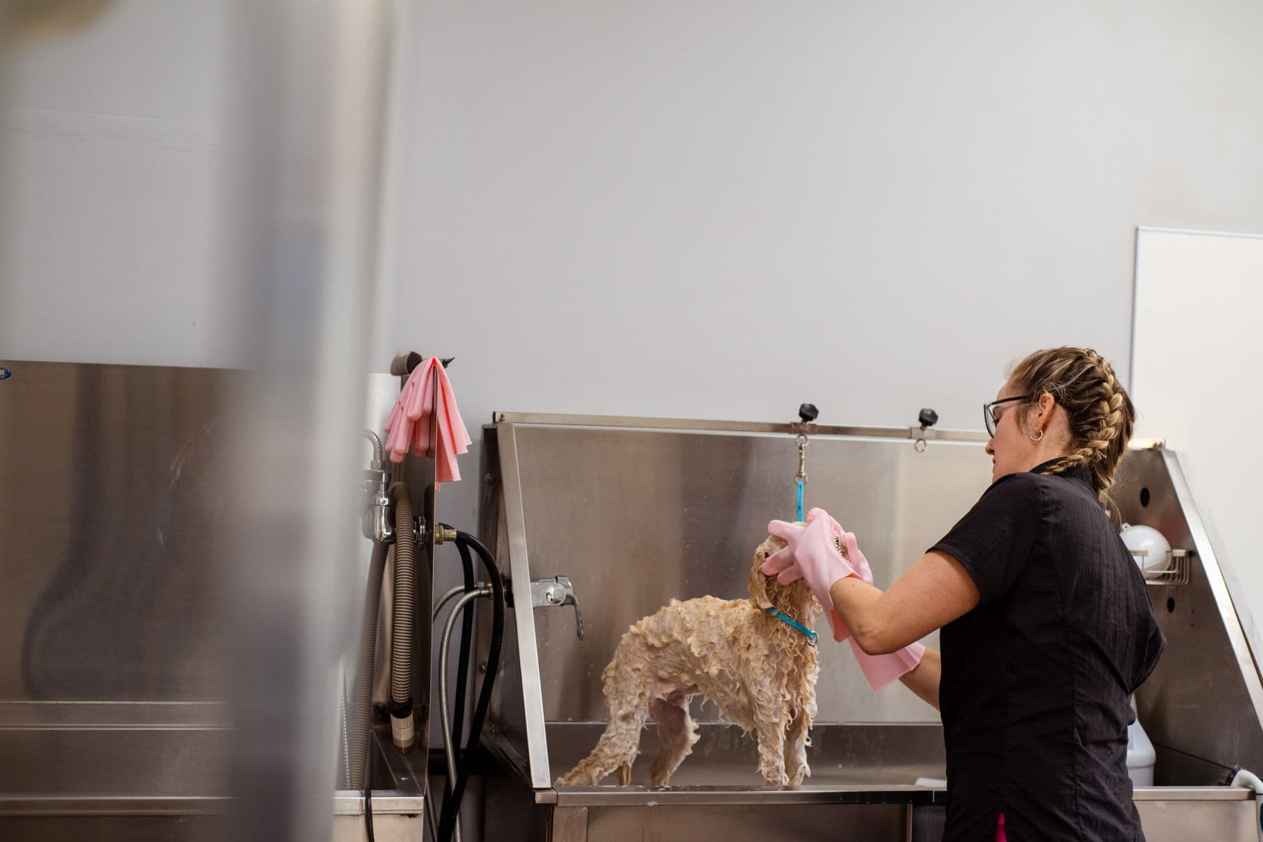 Cão recebendo banho em uma estrutura profissional real