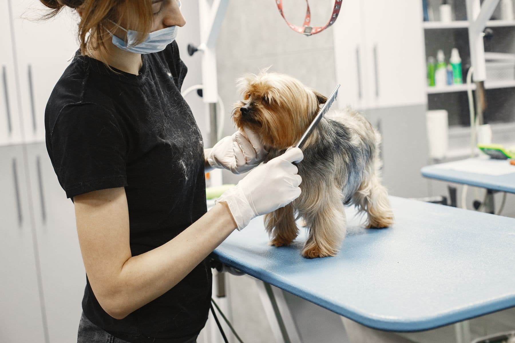 Profissional realizando grooming em um cão